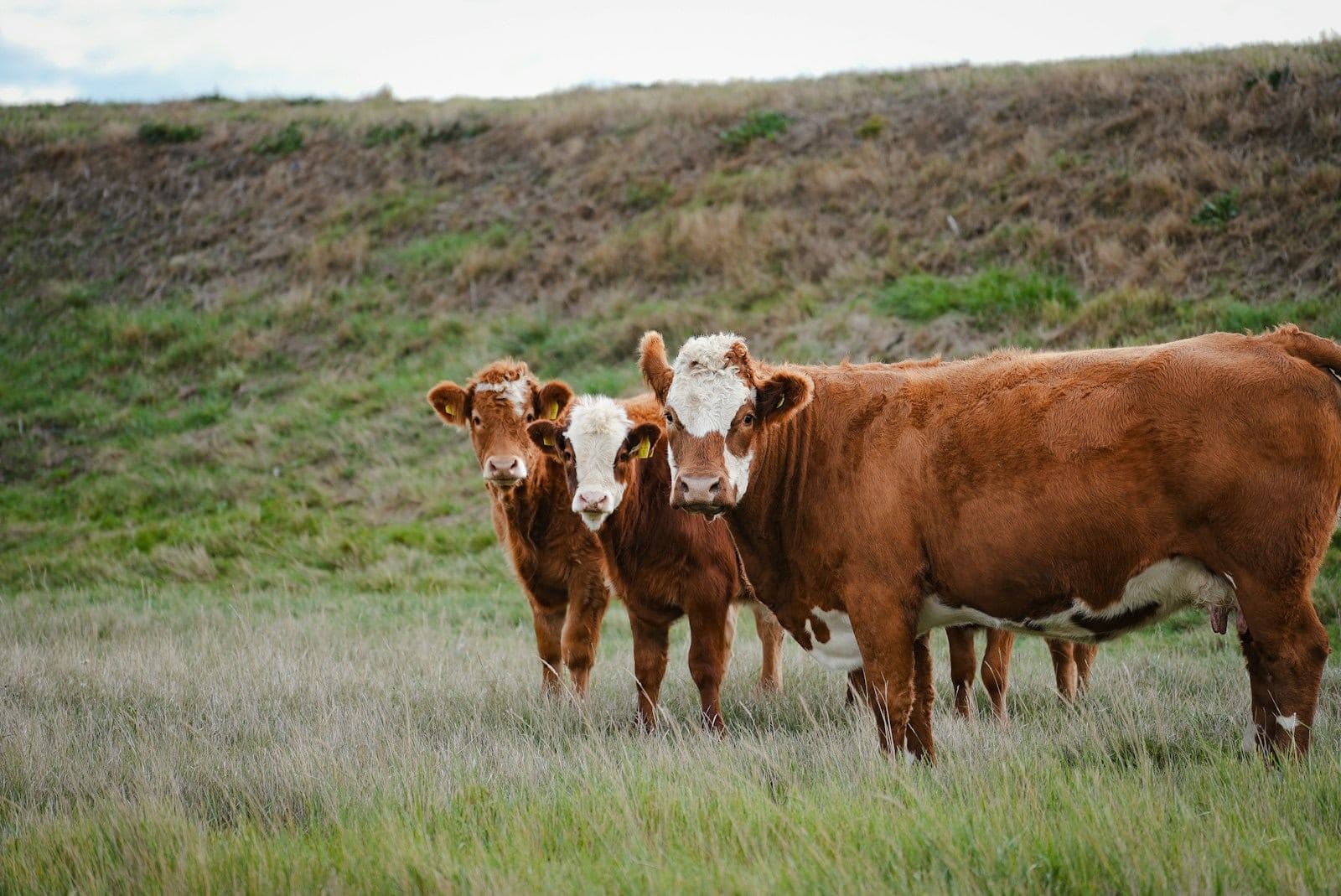 Three red and white beef cattle standing in a grassy pasture