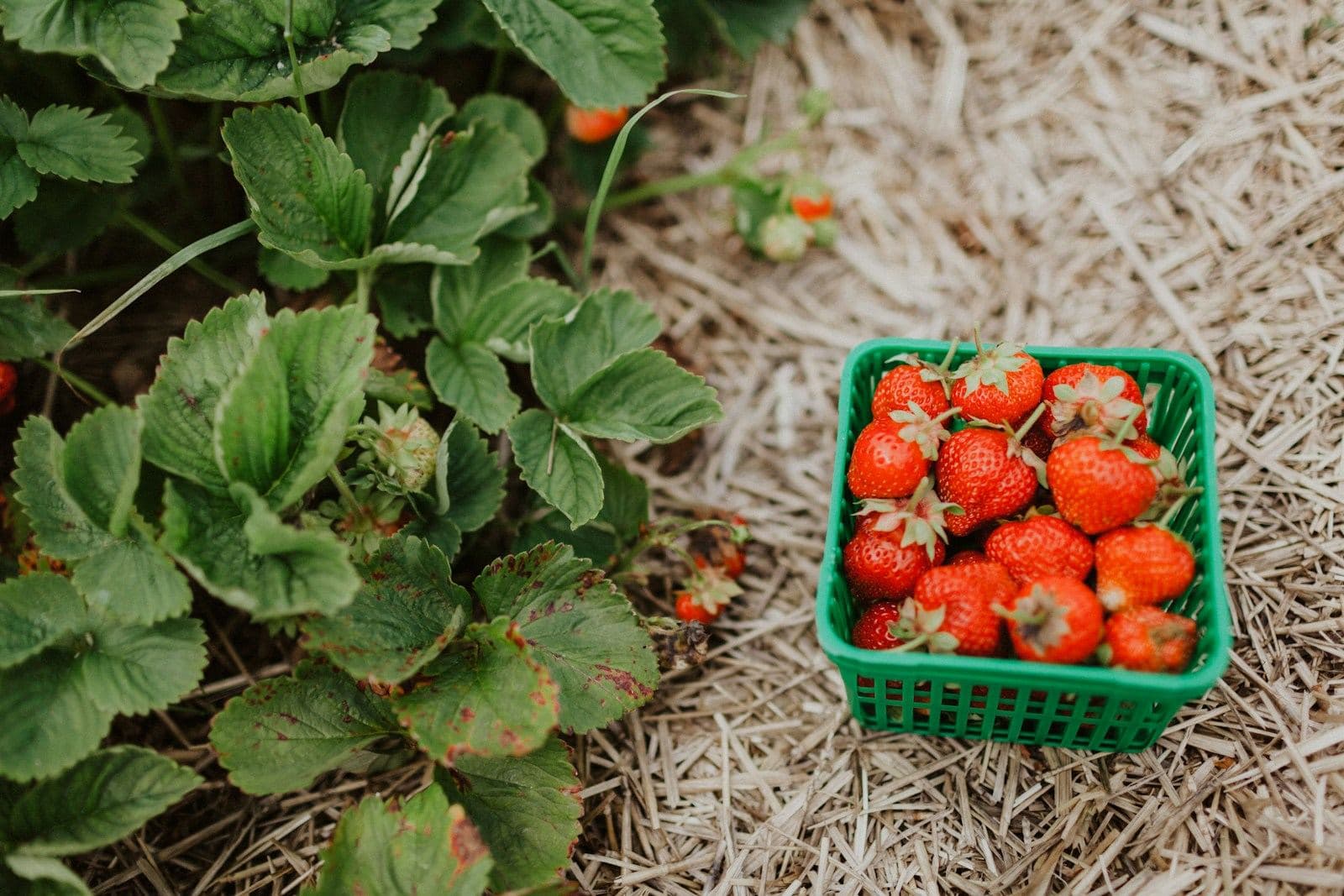 A green basket of fresh strawberries beside strawberry plants on straw