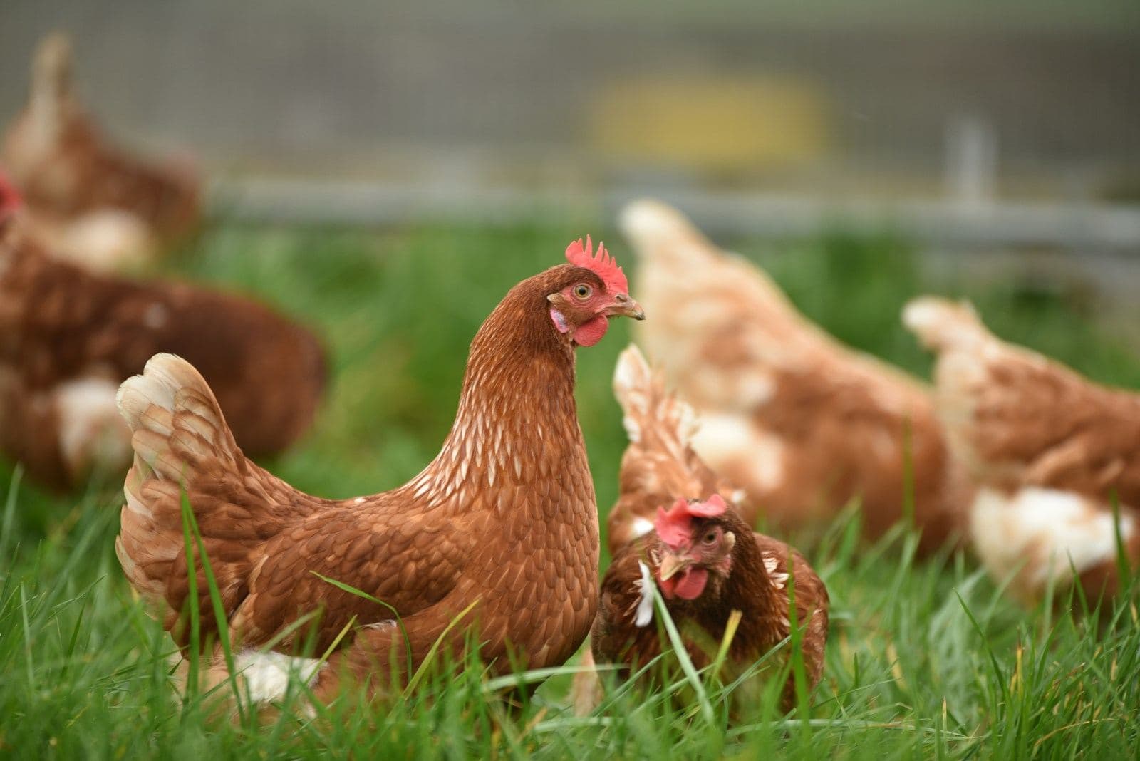 Brown hens foraging in green grass