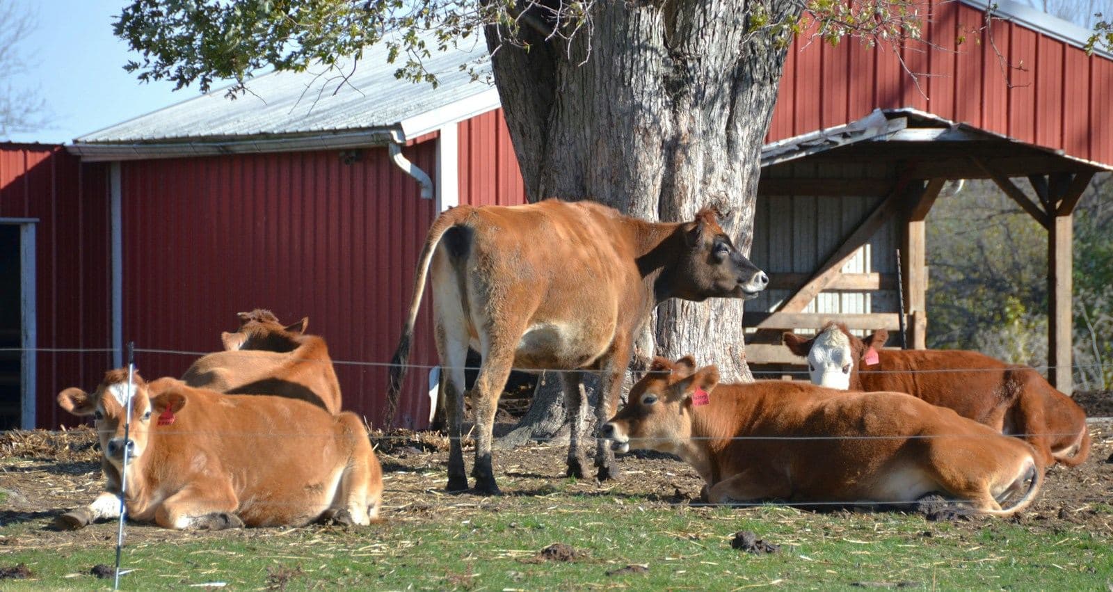 Jersey cows resting and standing in the yard beside a red barn