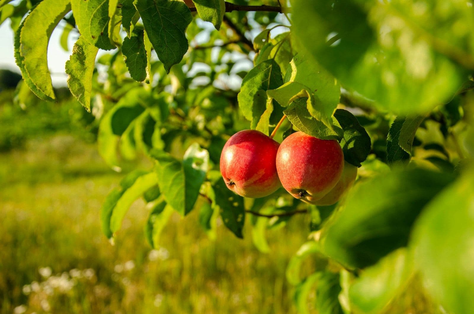 Two red apples hanging from a branch in an orchard