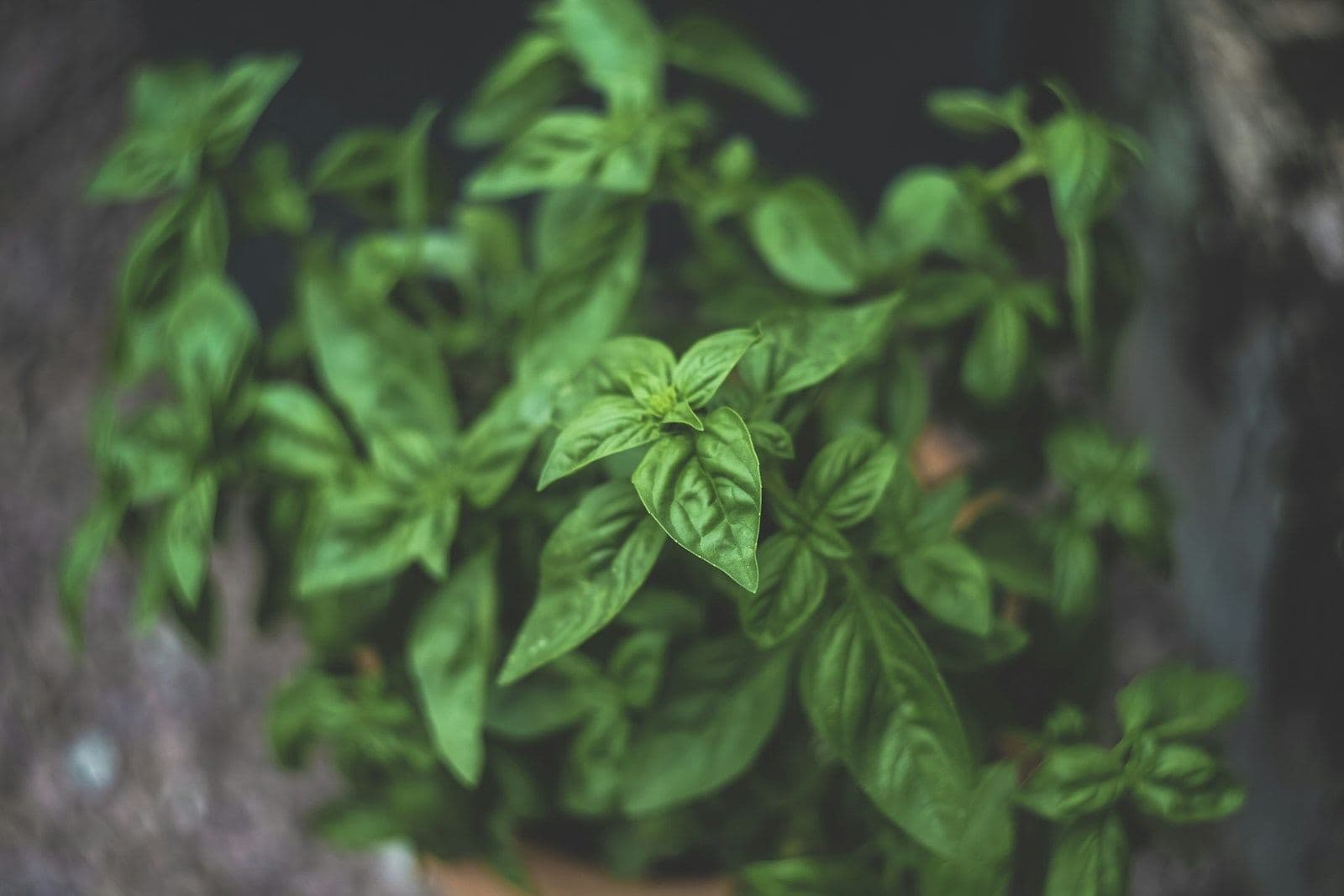 A basil plant with fresh green leaves