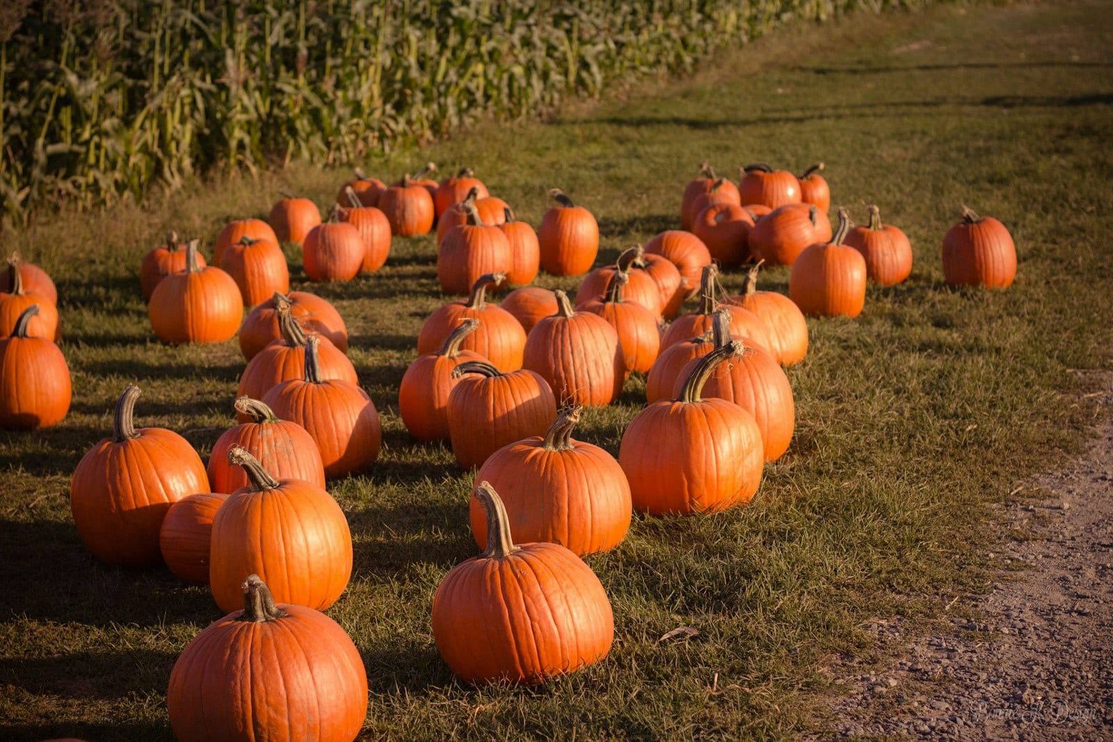 Orange pumpkins spread across a field beside rows of corn